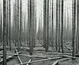 John Johns, Burnt Forest No. 14, vintage gelatin silver print mounted to card