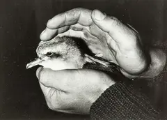 John Johns, Stephens Island, gelatin silver print
