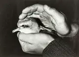John Johns, Stephens Island, gelatin silver print