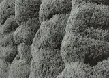 Peter Peryer, Peace Park, Hirsoshima, 2002