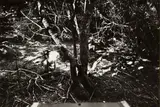 Laurence Aberhart, Untitled