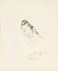 Raymond Ching, Plate No. 90, pencil on paper