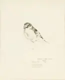 Raymond Ching, Plate No. 90