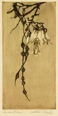 Kowhai Flower by Constance Alice Lloyd, etching, sold Jul 2013
