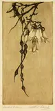 Constance Alice Lloyd, Kowhai Flower, etching