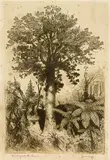 Trevor Lloyd, His Majesty the Kauri, etching
