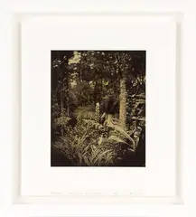 Acanthus by Ben Cauchi, gelatin silver print, sold Jul 2013