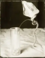 Anthirium by Fiona Pardington, gelatin silver print, offered Jul 2013