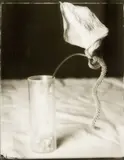 Fiona Pardington, Anthirium