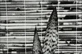 Mother-in-Law’s Tongue by Peter Peryer, gelatin silver print, 1982, sold Jul 2013
