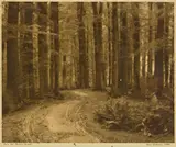 George Chance, Thro’ the Beech Forest