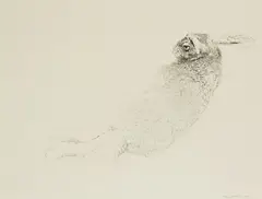 Raymond Ching, Study of a Hare, pencil on paper