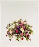 Michael Parekōwhai, Ypres from The Consolation of Philosophy – Piko nei te matenga, type C print, edition of 8 (2001)