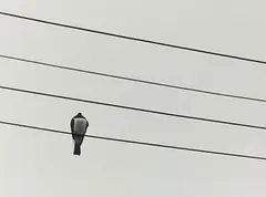 Kereru by Peter Peryer, digital print, edition of 15 (2006), sold Mar 2013