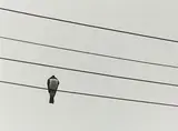 Peter Peryer, Kereru, digital print, edition of 15 (2006)