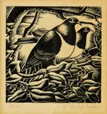 Ernest Mervyn Taylor, Two Kereru, wooden engraving, edition of 20