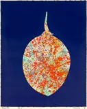 Pat Hanly, Tamarillo, screenprint, 3/14