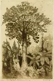 Trevor Lloyd, His Majesty the Kauri, etching