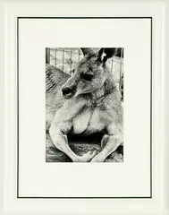 Kangaroo by Peter Peryer, gelatin silver print, sold Sep 2012