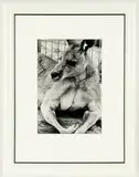 Peter Peryer, Kangaroo, gelatin silver print