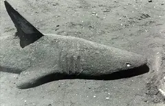 Sand Shark by Peter Peryer, gelatin silver print, sold Sep 2012