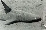 Peter Peryer, Sand Shark, gelatin silver print