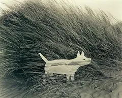 Kathryn McCool, Sea Dog, gelatin silver print