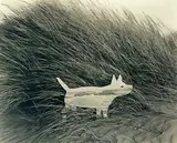 Kathryn McCool, Sea Dog, gelatin silver print