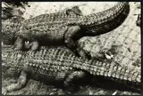 Peter Peryer, Alligators, Auckland Zoo
