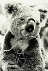 Koala by Peter Peryer, gelatin silver print, sold Sep 2012