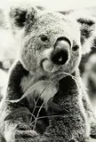 Peter Peryer, Koala, gelatin silver print