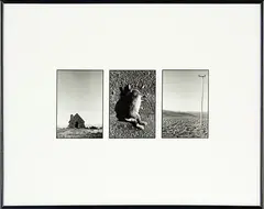 Peter Black, Untitled - triptych with dead rabbit, gelatin silver print