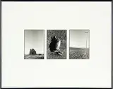 Peter Black, Untitled - triptych with dead rabbit, gelatin silver print