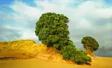 Peter Hannken, Pakiri (Pohutukawa), colour photograph