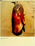 Ian MacDonald, Whale Stranding at Muriwai Beach No. 1, type C print