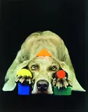 William Wegman, Basic Fay