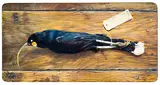 Hamish Foote, Huia, egg tempera and gesso on kauri panel