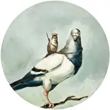Joanna Braithwaite, Avian Suite Carrier