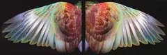Fiona Pardington, Kereru Wings, Waiheke, archival pigment inks on hahnemuhle paper, edition 10/10