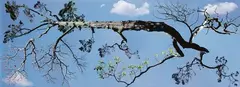 Jae Hoon Lee, Space Tree II, type C print, edition of 8