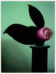 Camellia by Peter Peryer, digital print, 4/25, sold Feb 2012