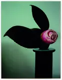 Peter Peryer, Camellia, digital print, 4/25