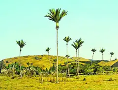 Nikau Palms at McKay's Crossing, Paekakariki by Justin Boroughs, oil on board, offered Dec 2011