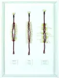 Suzanne Tamaki, Mother Waka, shells and dyed natural fibre