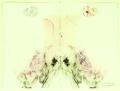 Julia Morison, Centrefold 28, "dragons blood", ink and pastel on bible paper