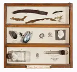 Specimens from the Sea Shore, Taylors Mistake