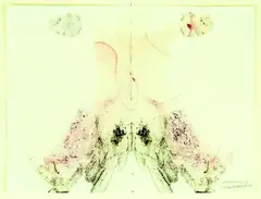 Julia Morison, Centrefold 28, "dragons blood", ink and pastel on bible paper