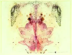 Julia Morison, Centrefold 26, "dragons blood", ink and pastel on bible paper