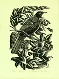 Ernest Mervyn Taylor, Tui