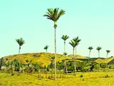 Justin Boroughs, Nikau Palms at McKay's Crossing, Paekakariki, oil on board